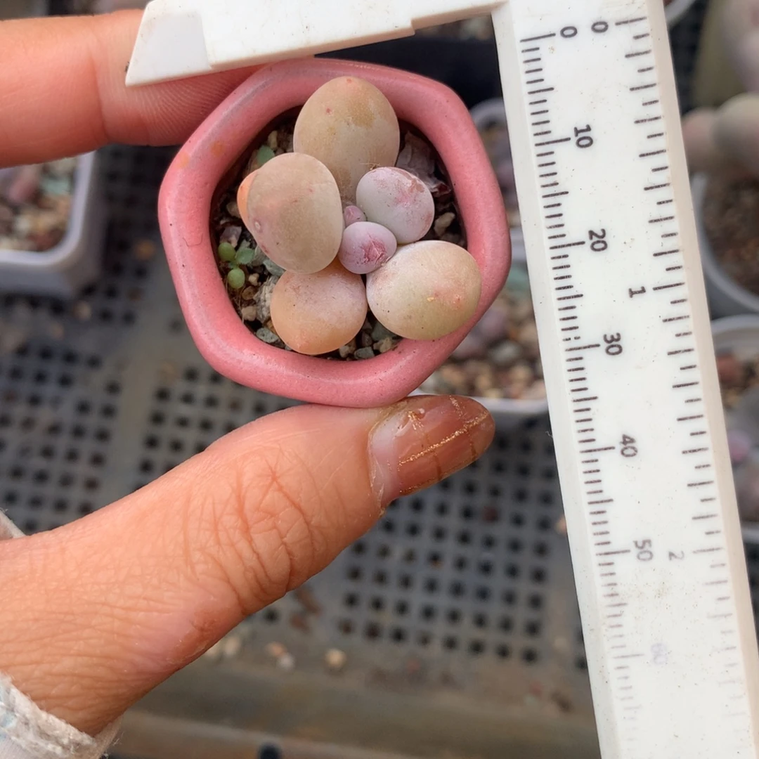 蛋黄奶 脱土发货