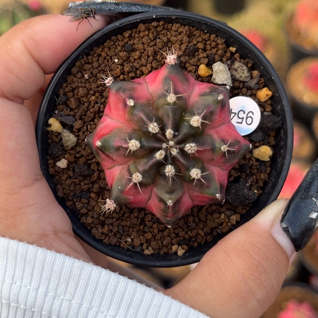 954 侧牙米哈锦 带盆土发货