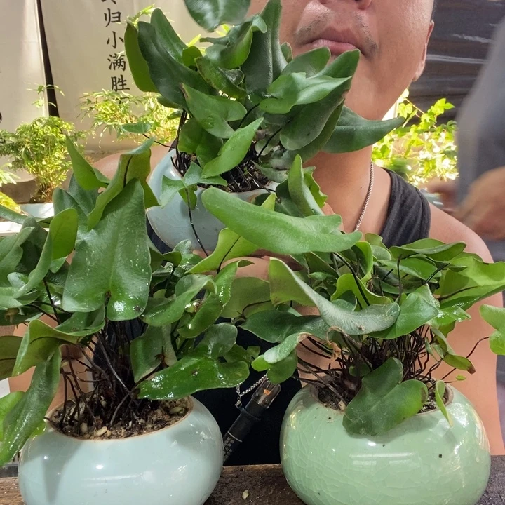 无花朵心愿蕨一个，可繁殖分株，养护简单，特别喜水。