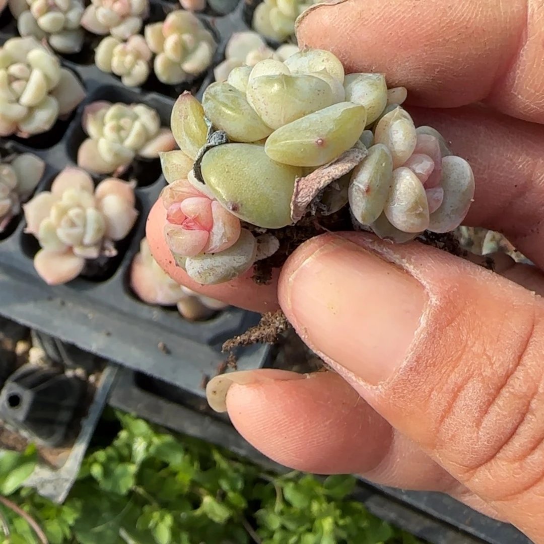 莫***空小卡拉米糖心一物一拍