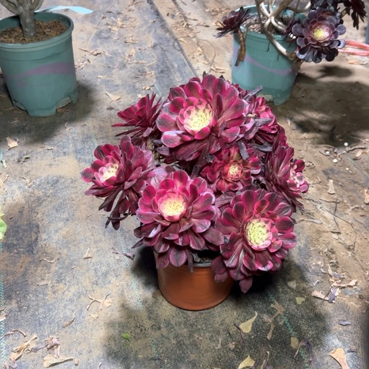 74红铜壶白多肉多肉多肉