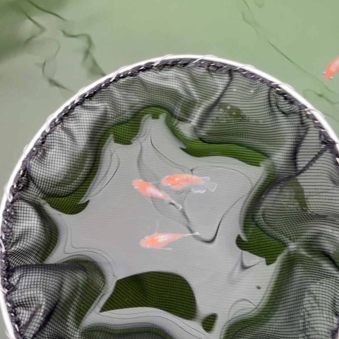 青鳉鱼编号 10 林血红赤壁球一对