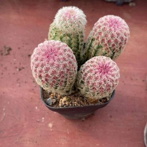 尘*间四头红太阳5仙人球