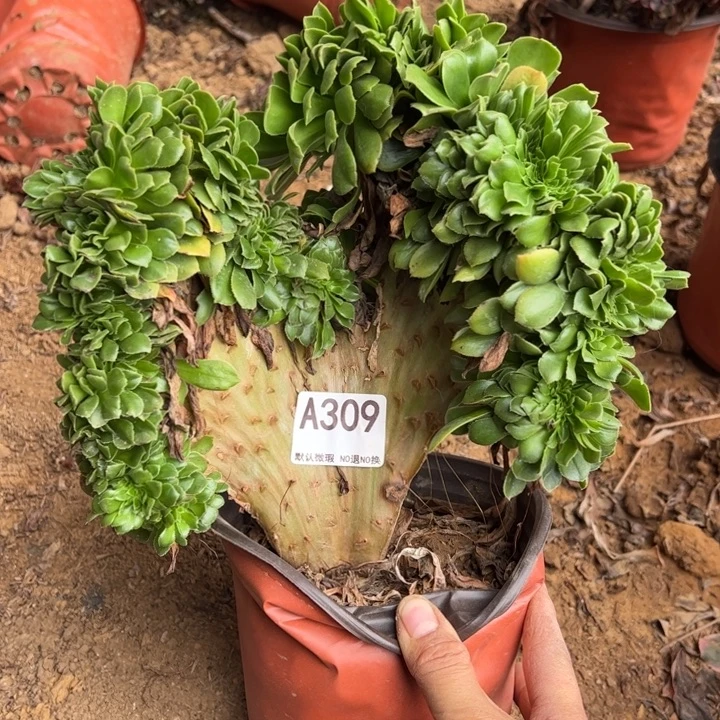 绿缀多肉植物309.