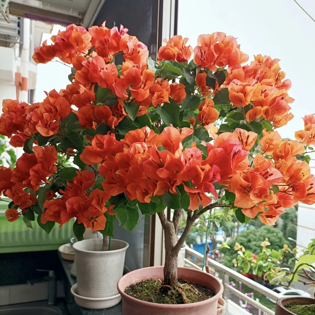 【绿叶橙】三角梅盆栽（运输过程中掉花掉叶属于正常现象 介意勿拍）