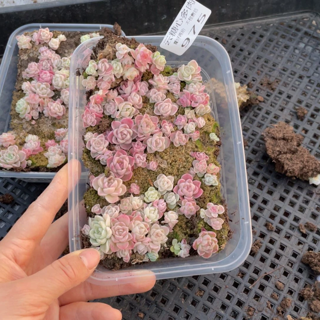 云糖心多肉植物975