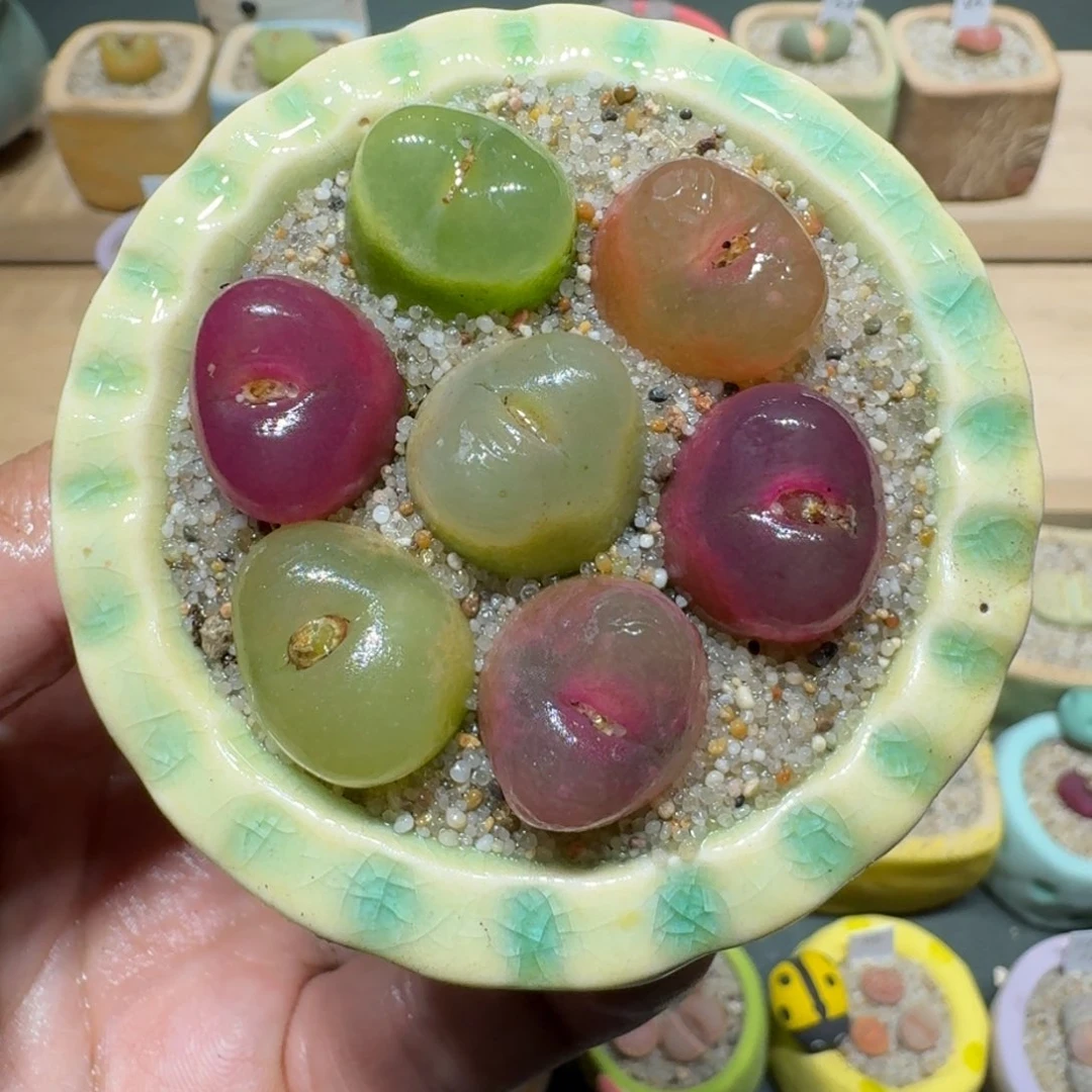 红陶蘑菇1175毛汉尼