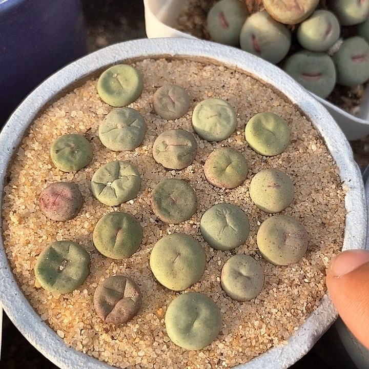 单头064小红嘴一颗