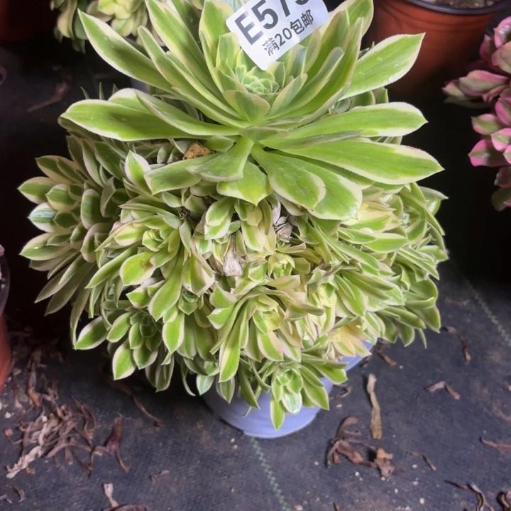 ?****?瑞妈一物一拍575