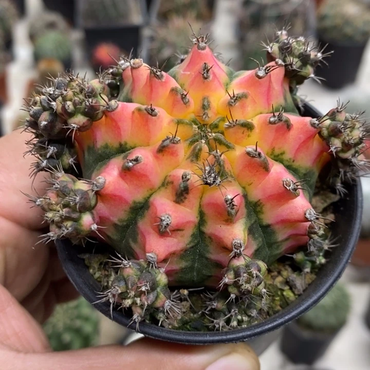 花蝴蝶牡丹锦特价福利