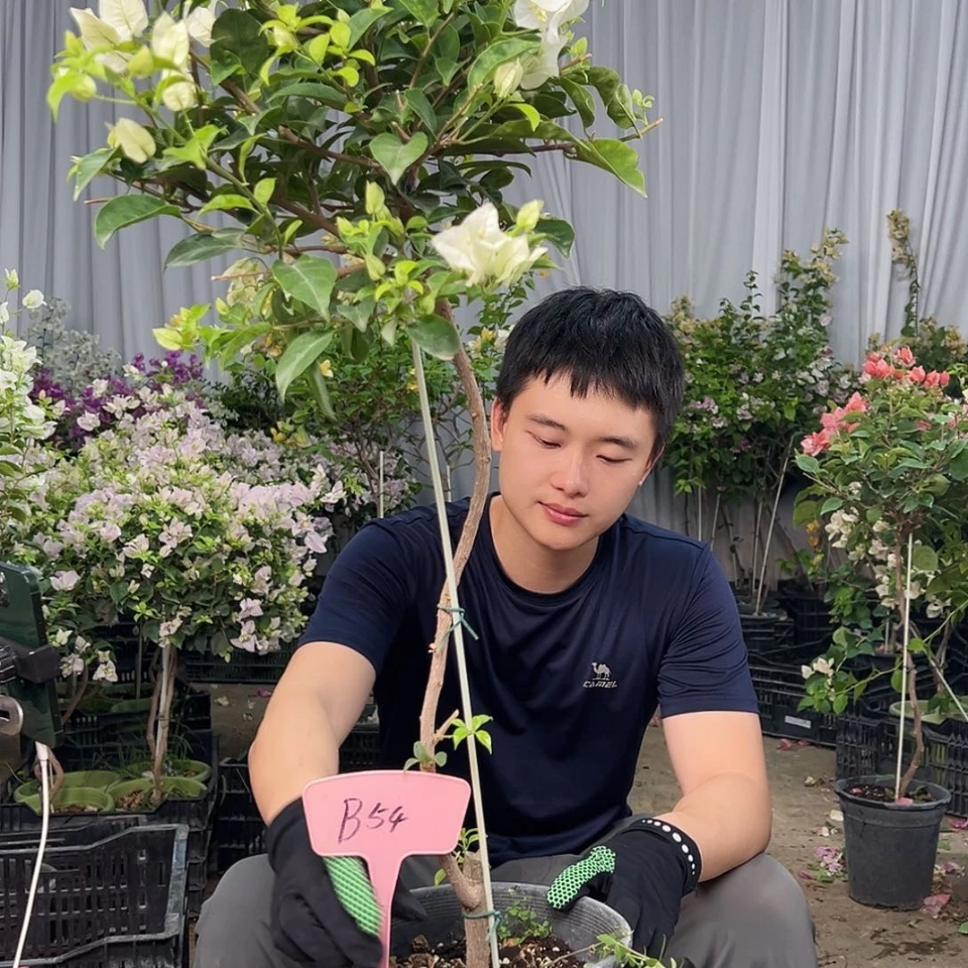 玲***大部分花苞少量开放B54白雪
