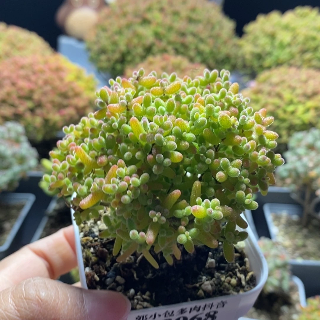 初***予蜜橘糖球3068枝干番杏