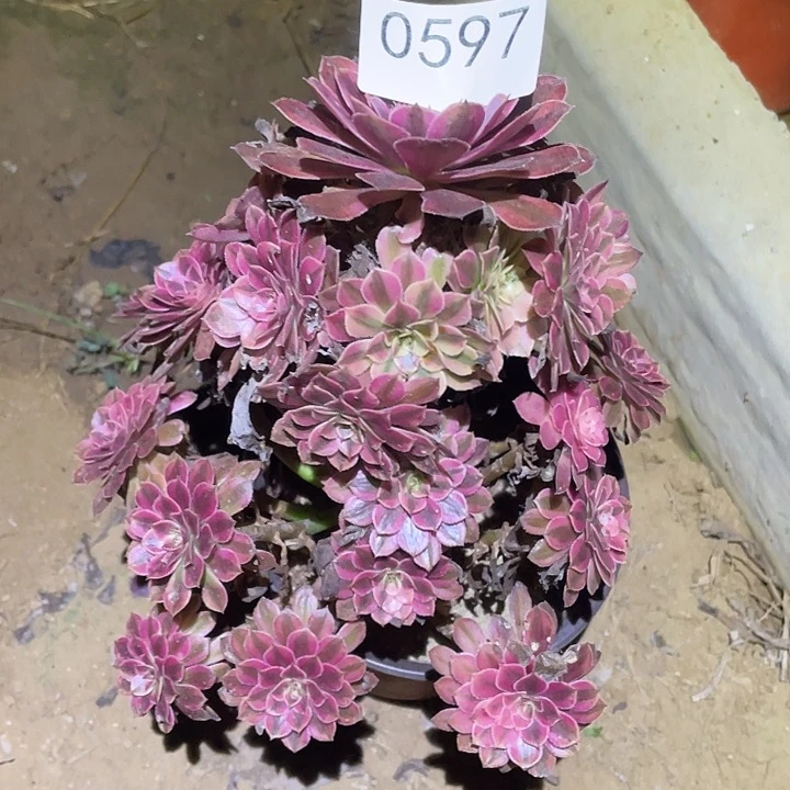 多肉植物法师597黑铜白