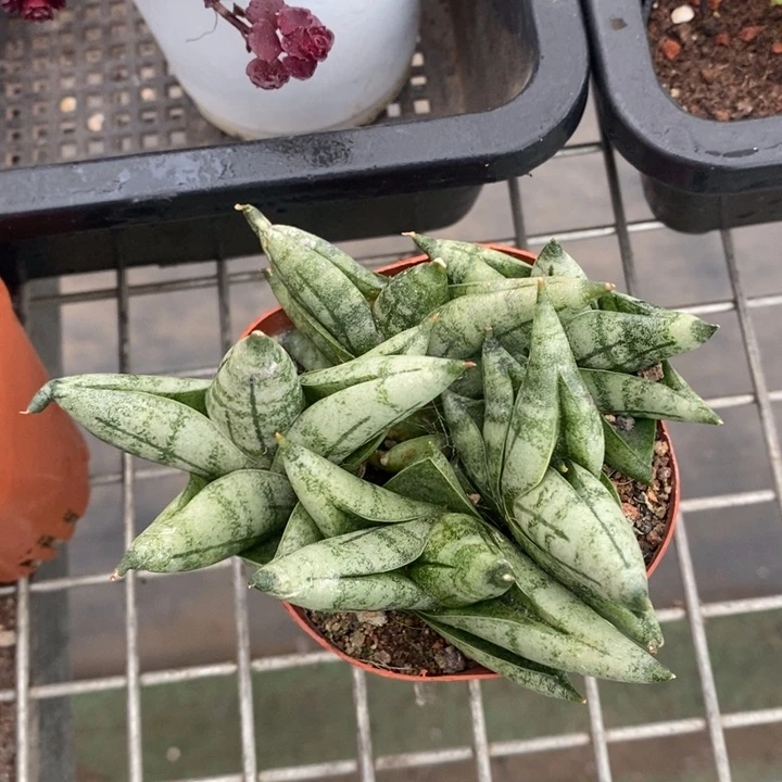 伯克利和格兰的故事是一