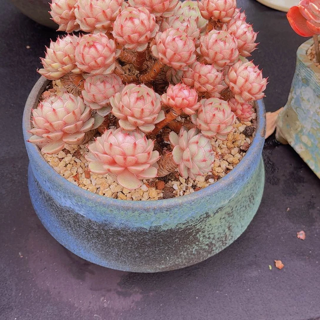 无*多肉植物保护