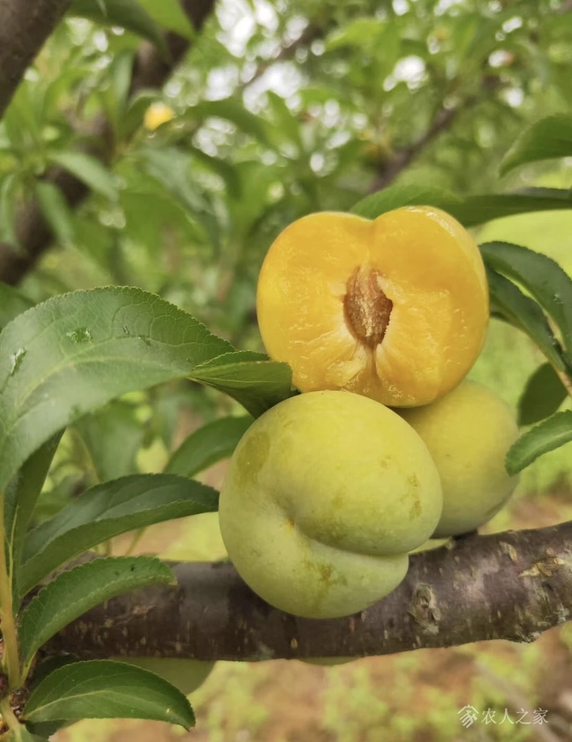 贵州六马蜂糖李  新鲜现摘现发  皮薄肉厚脆甜可口（大果)