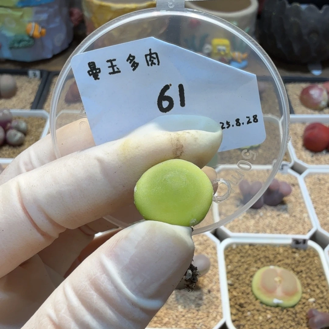 奶***栗多肉多肉多肉8.28-061哈默