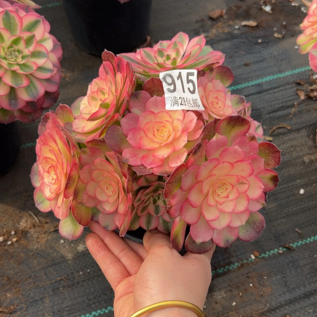 多肉植物915荔枝