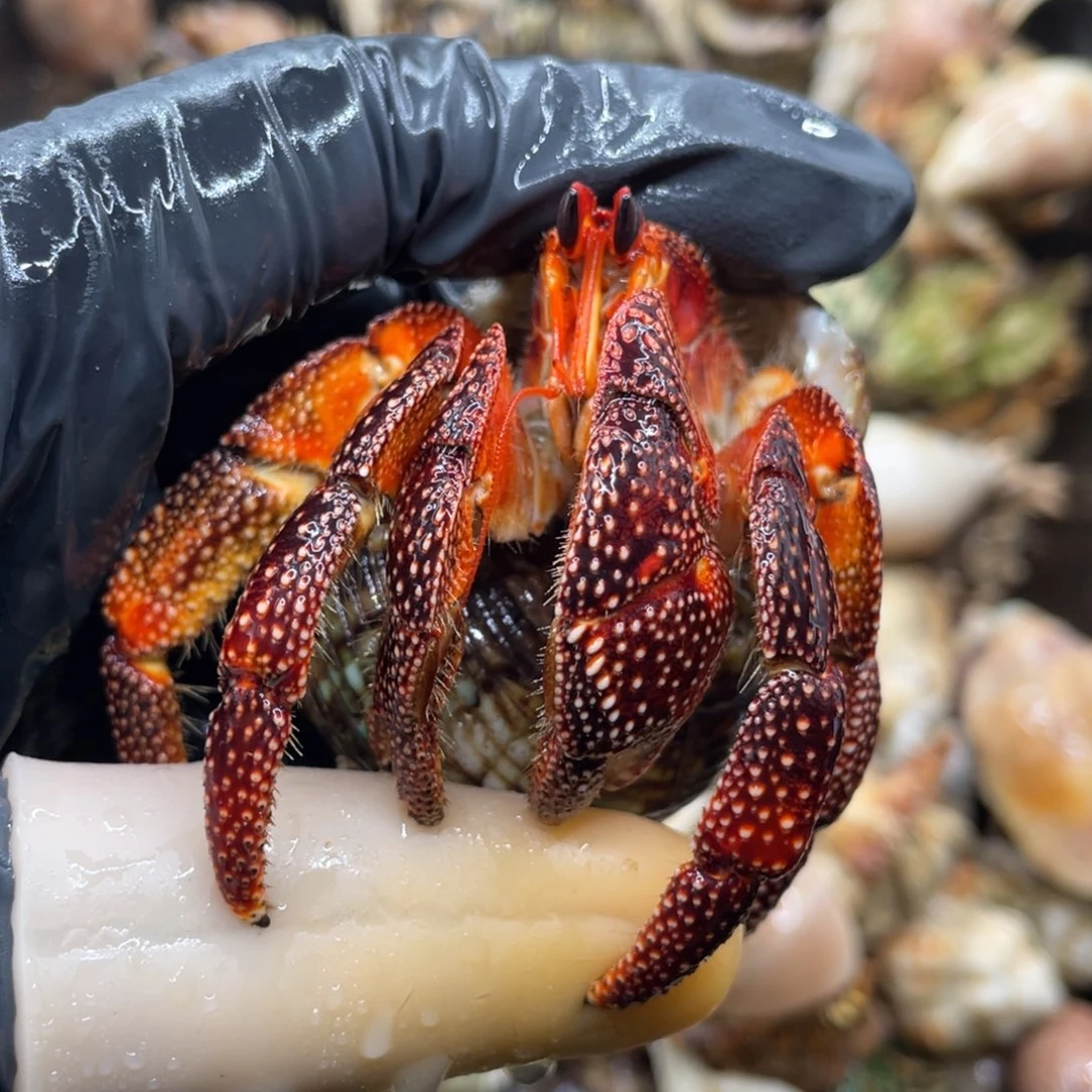 不退不换活体宠物195