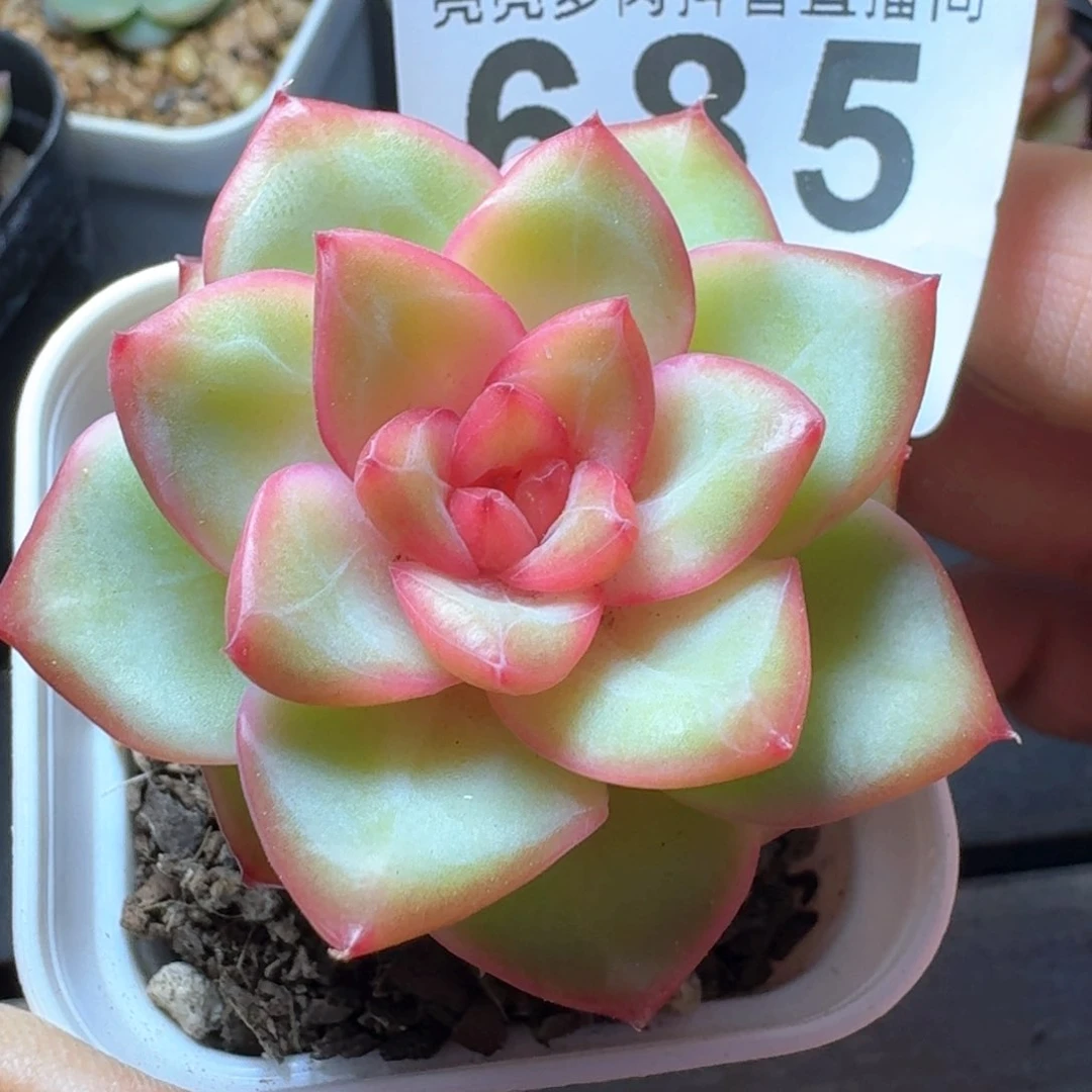 孤品         多肉植物