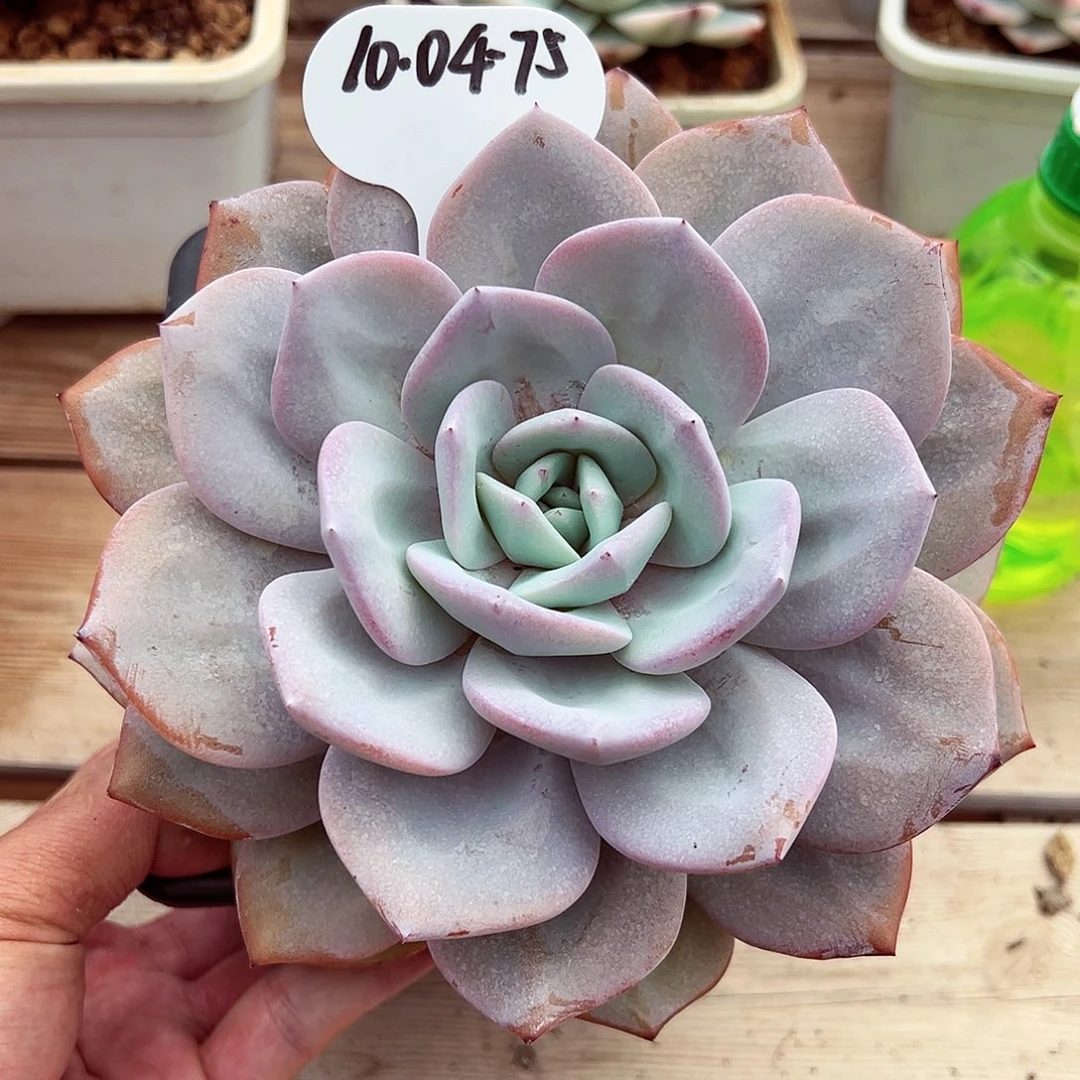 1004-75奶茶大单头