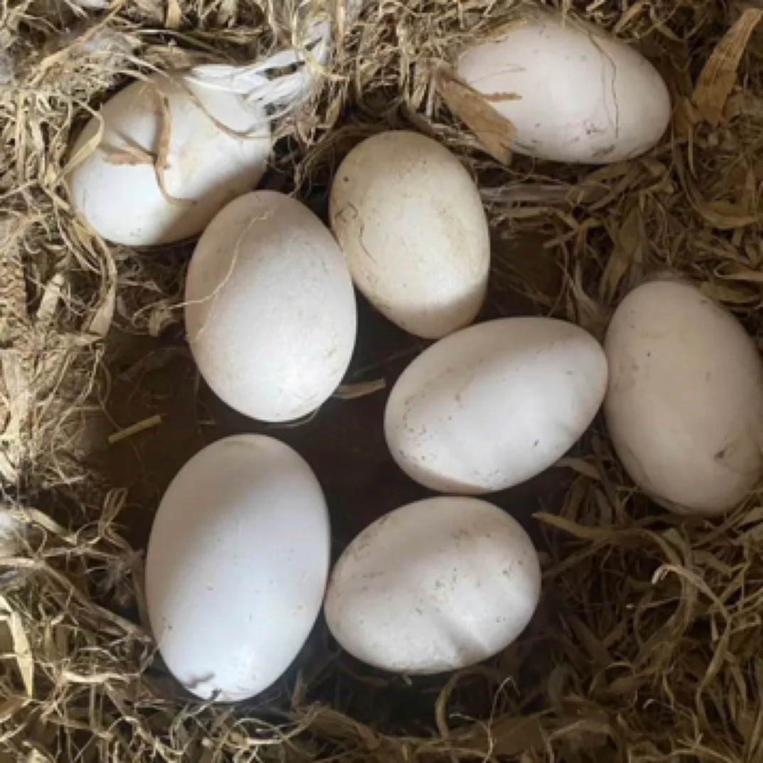 农家散养鹅蛋