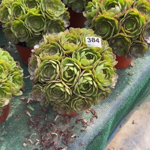福***楼384沙拉碗朵朵多肉，