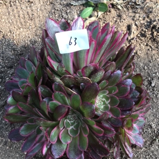 4.26-63倾城变异多肉植物歪