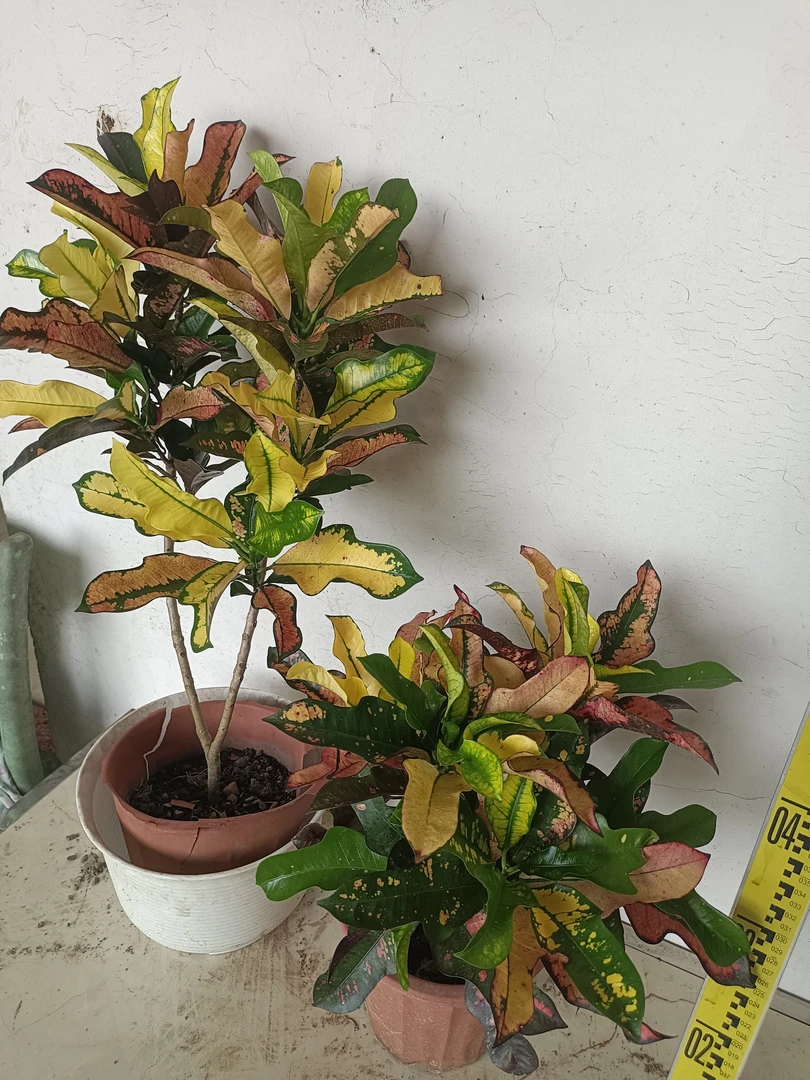 造型款七彩变叶木盆栽招财植物阳台庭院观叶绿植