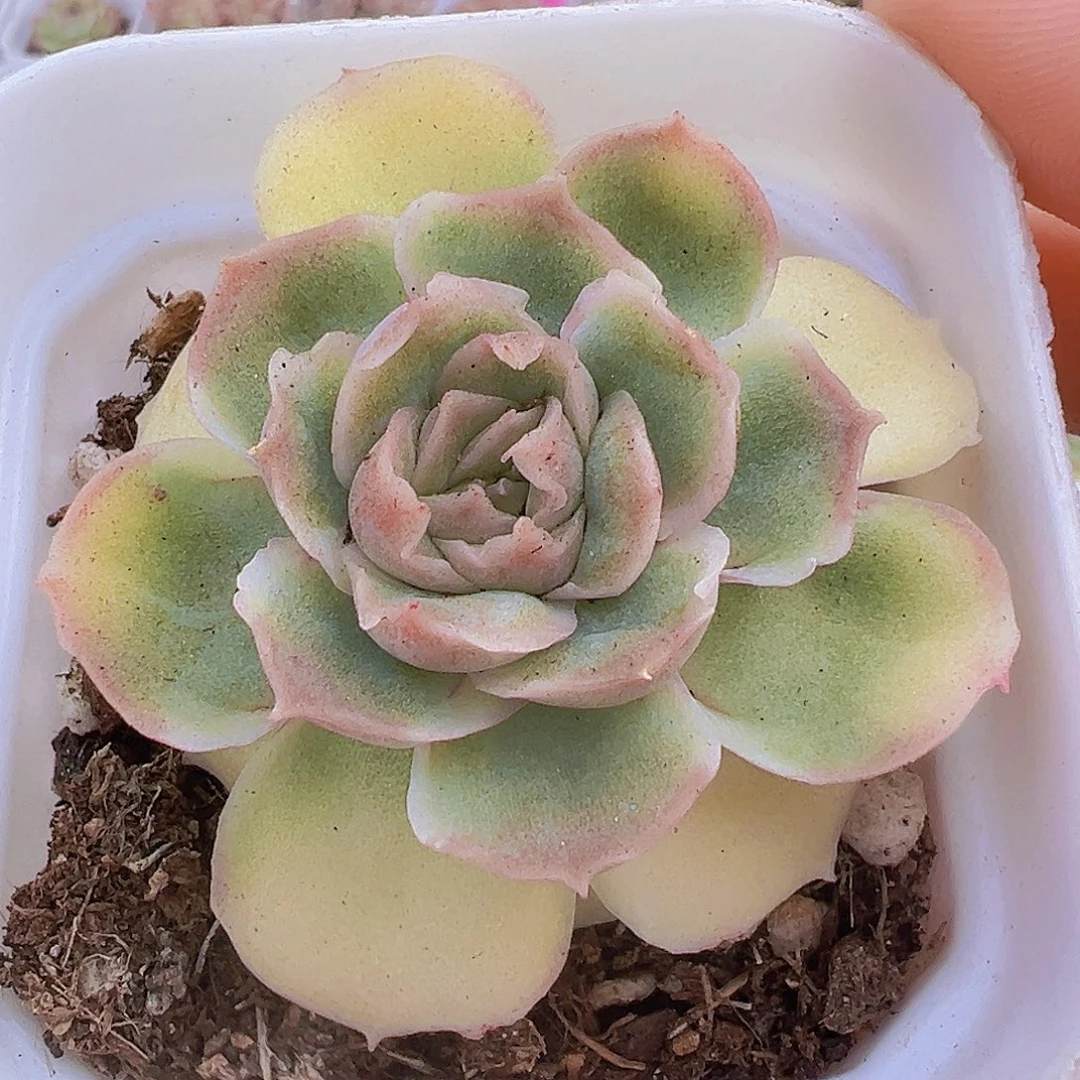 水晶虾饺19包邮多肉