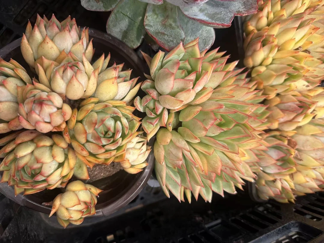 12多肉植物冬云杂宝莲灯6头起发（多样性发货一颗15公分左右.）