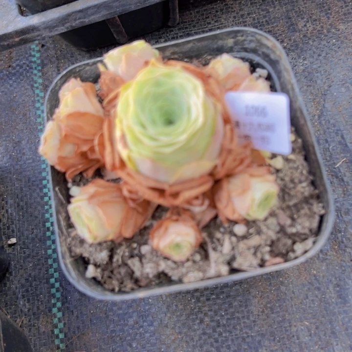 1066 裸根不带土发货不包损