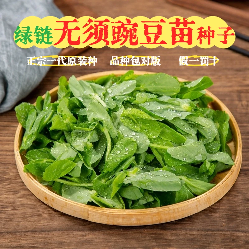 【无须豌豆苗种子】豌豆尖种籽豆苗青菜芽苗菜四季农家蔬菜