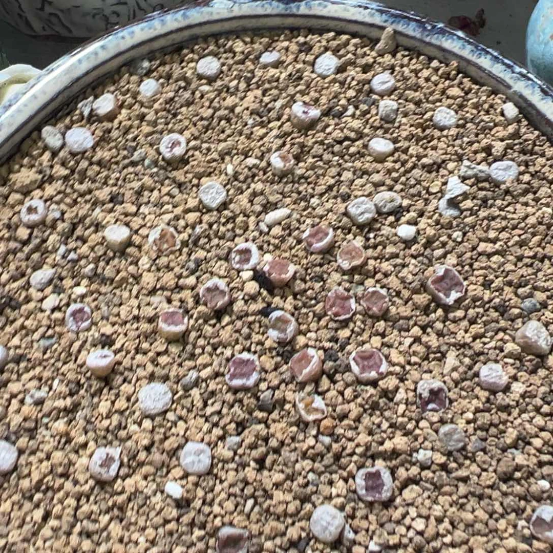 量拍园艺方糖肉锥一颗。多肉