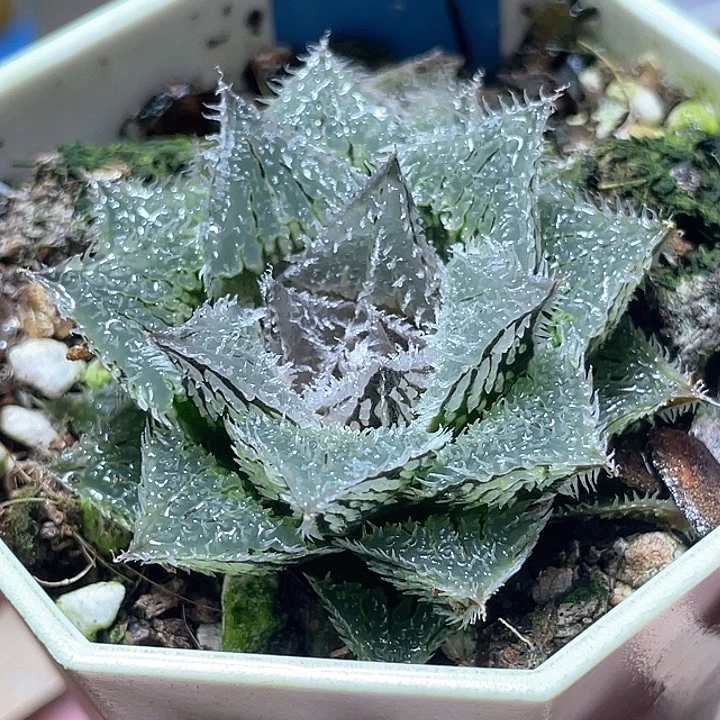 521赤冰特选福利一物