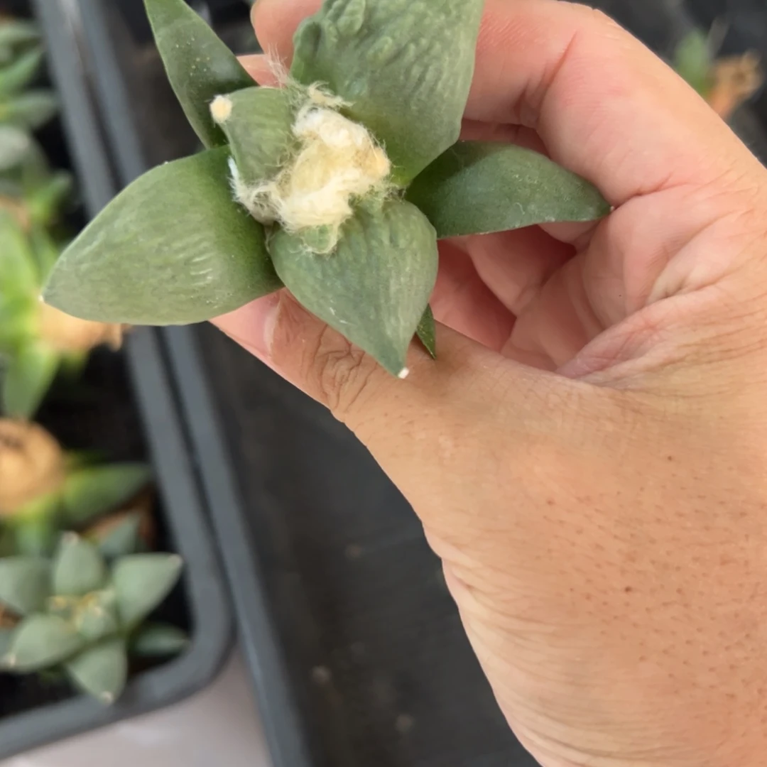 缇*D205号牡丹仙人球多肉植物