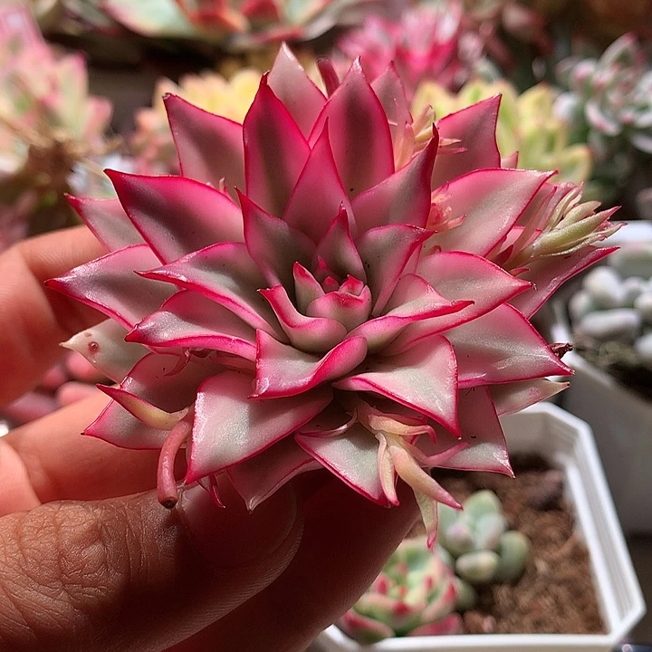 吉赛尔腹轮锦头盖