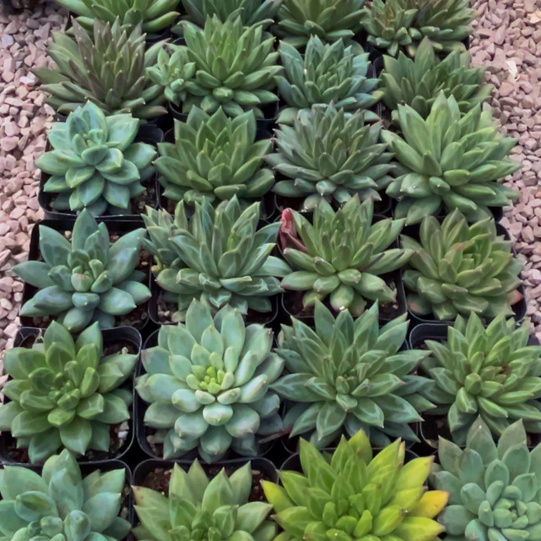 花***花669多人在市局等地