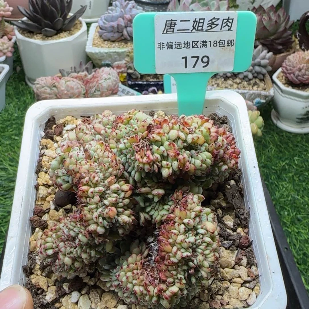 唐二姐多肉编号179