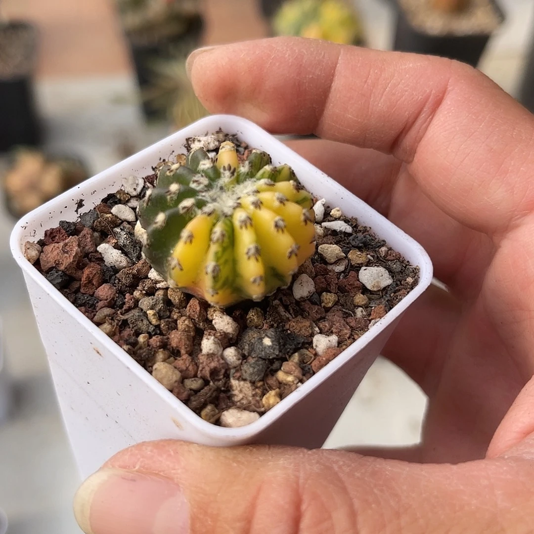 实生奇异球锦一物一拍