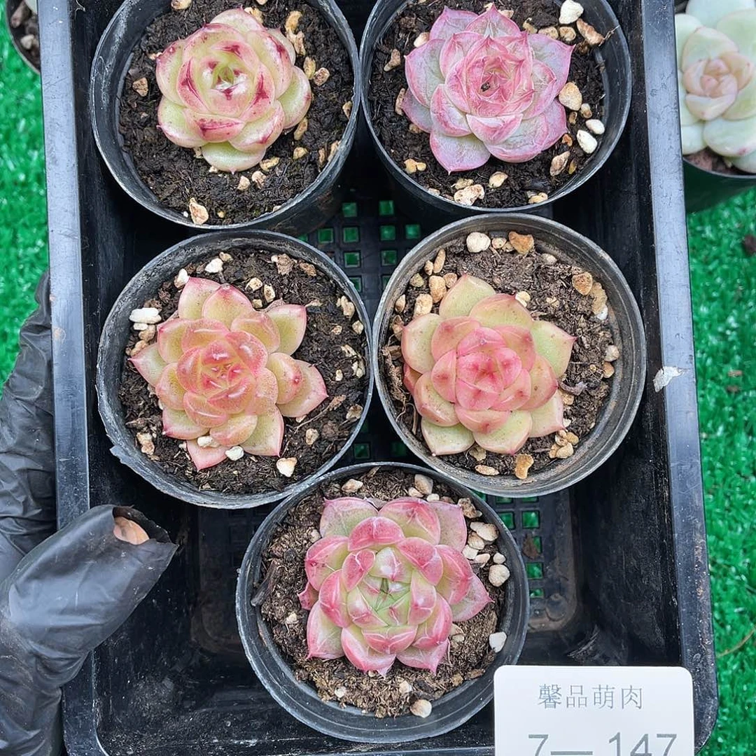多肉一物一拍7-147