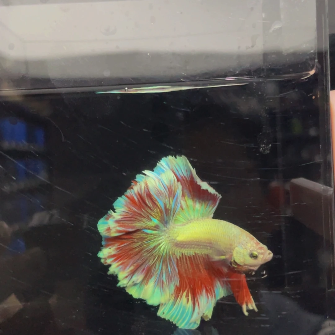 蓝口孵鱼哈哈哈哈哈哈531