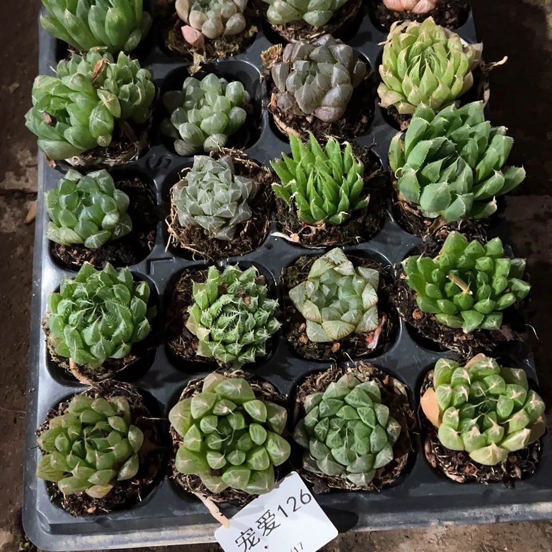 直播福利一物一拍不售后126