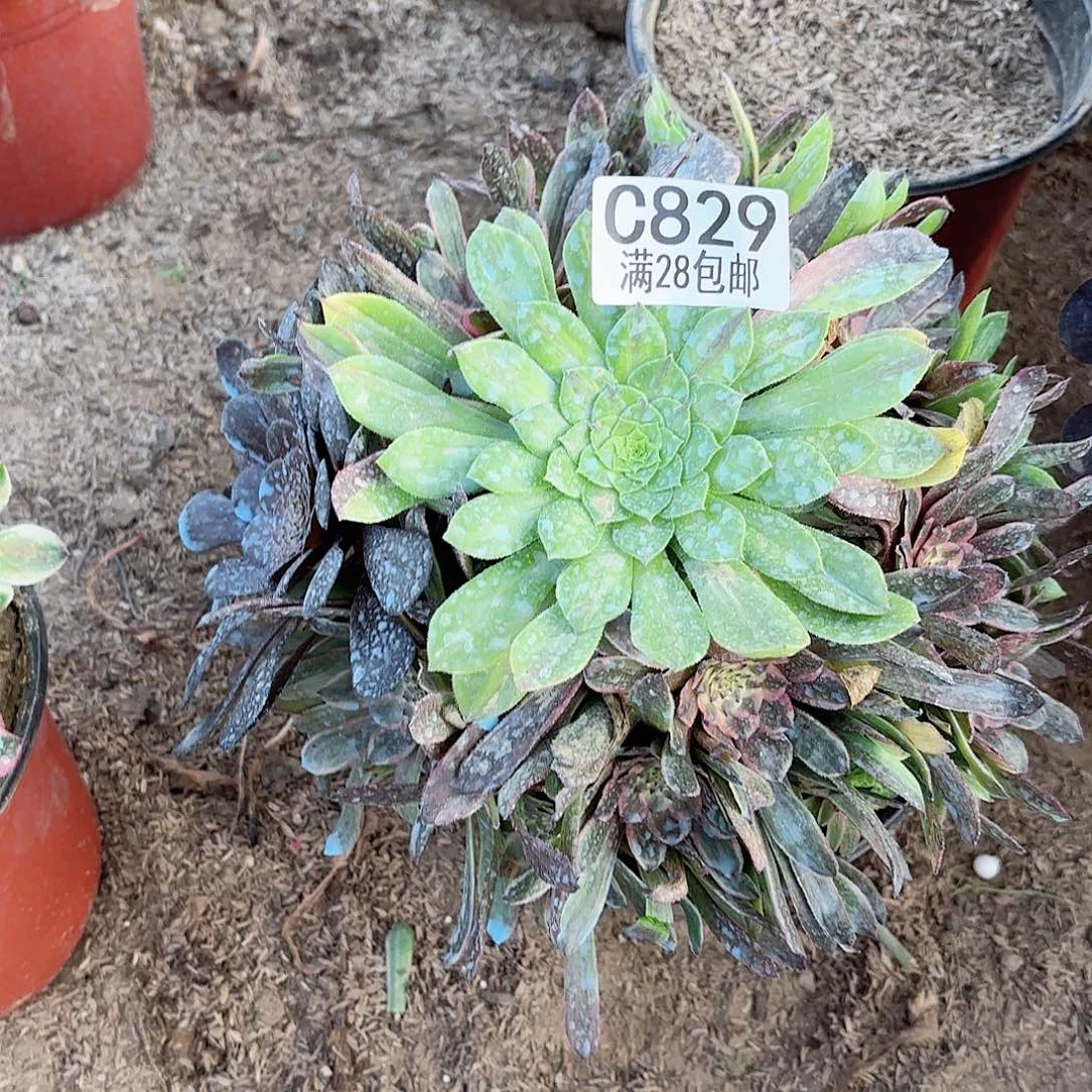 O. 829花脸粉带们带多肉12