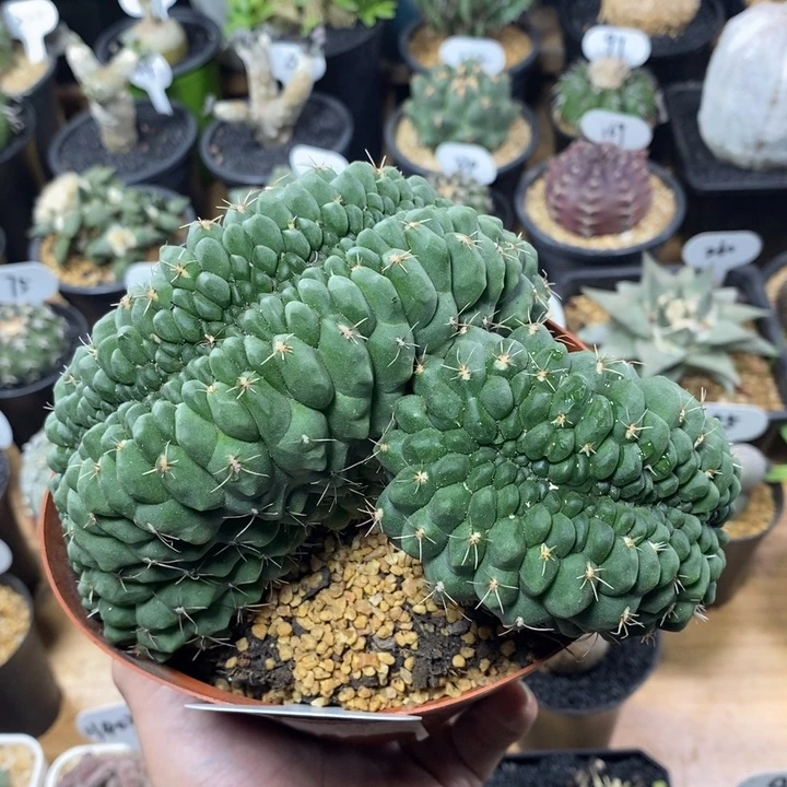 绯花玉缀化149号18cm