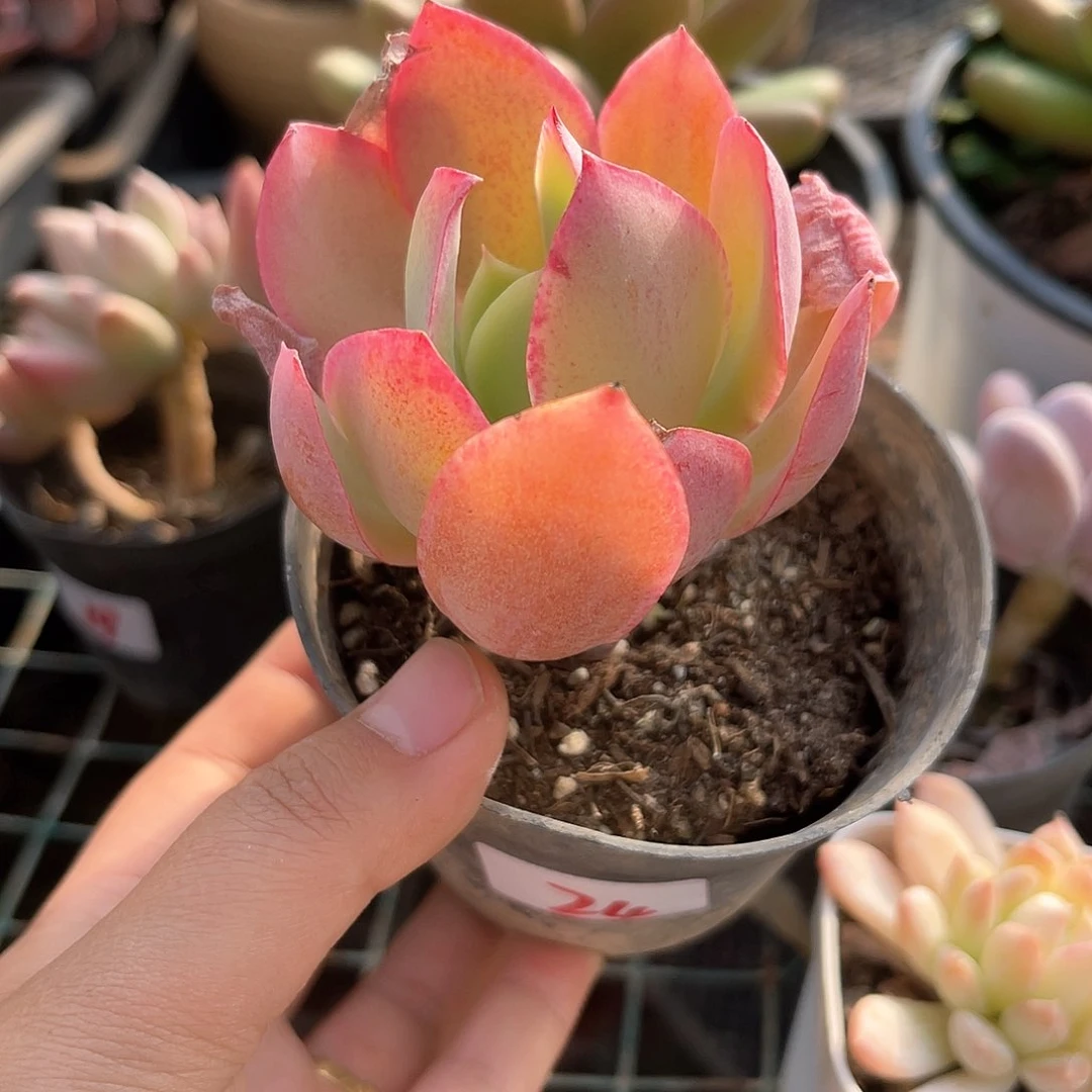 雨花石。  24。  1111111111