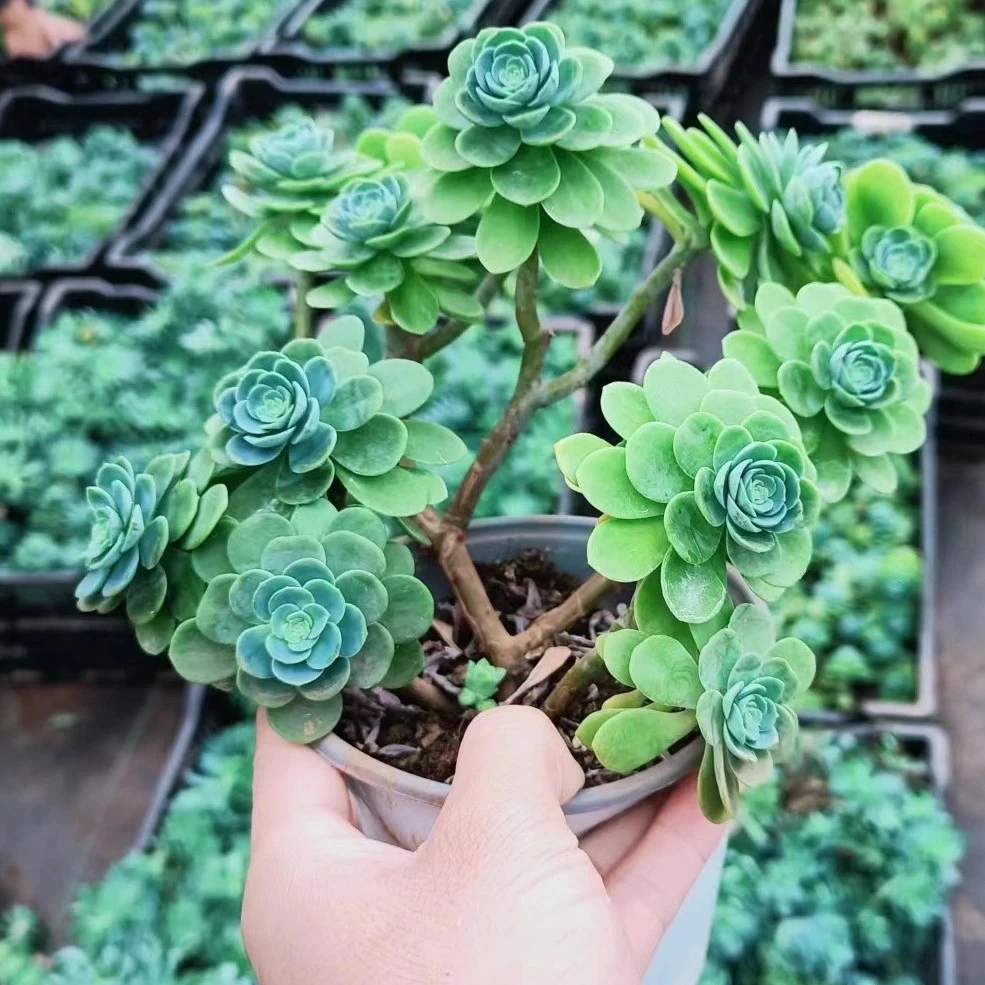 花青谷多肉 圆叶薄化妆 多肉植物好养皮实阳台露台办公室绿植