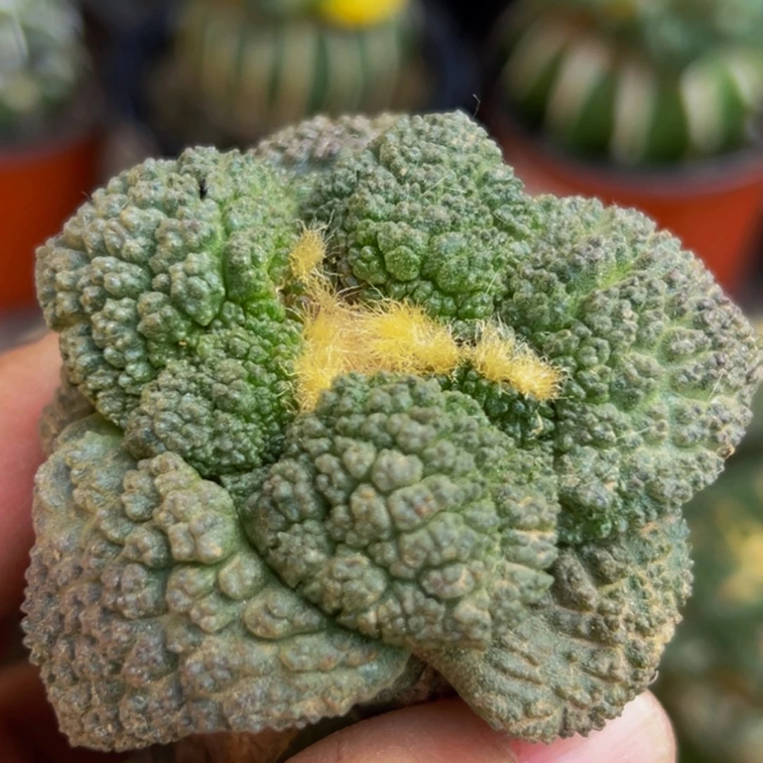 无花朵福利大尤哥斯拉532