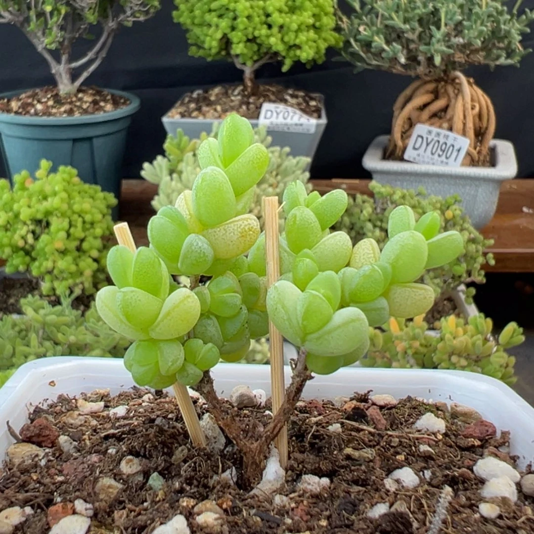 【闪购商品】dy0951元宝冠幅4cm