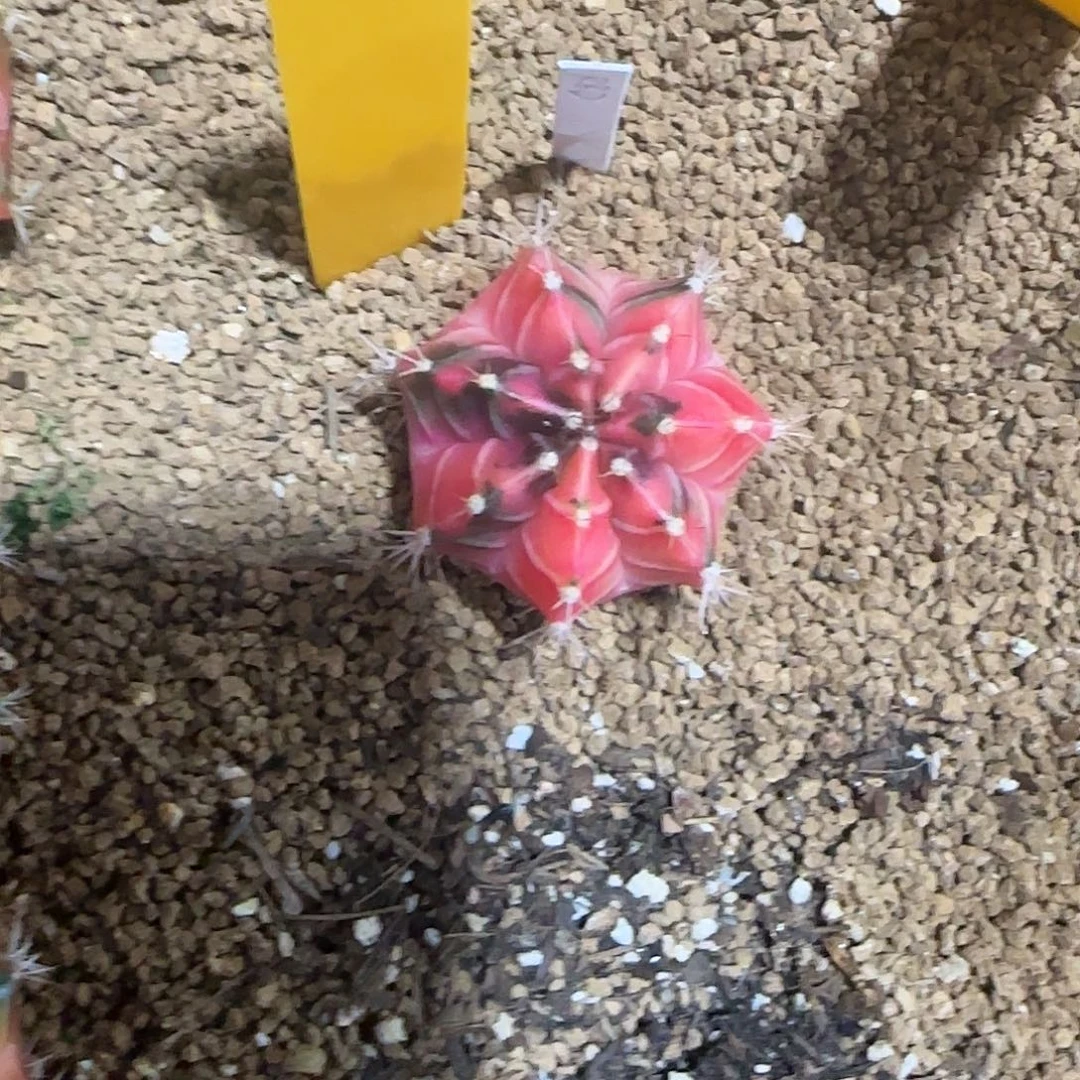 L744-0103泰国发货 彩虹梦